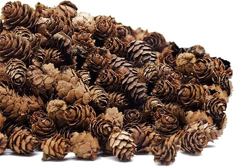 Deloky 250 PCS Christmas Natural Mini Pine Cones-Thanksgiving Pinecones Ornaments for DIY Crafts,... | Amazon (US)