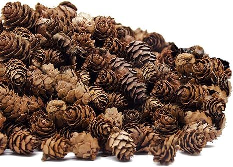Deloky 250 PCS Christmas Natural Mini Pine Cones-Thanksgiving Pinecones Ornaments for DIY Crafts,... | Amazon (US)