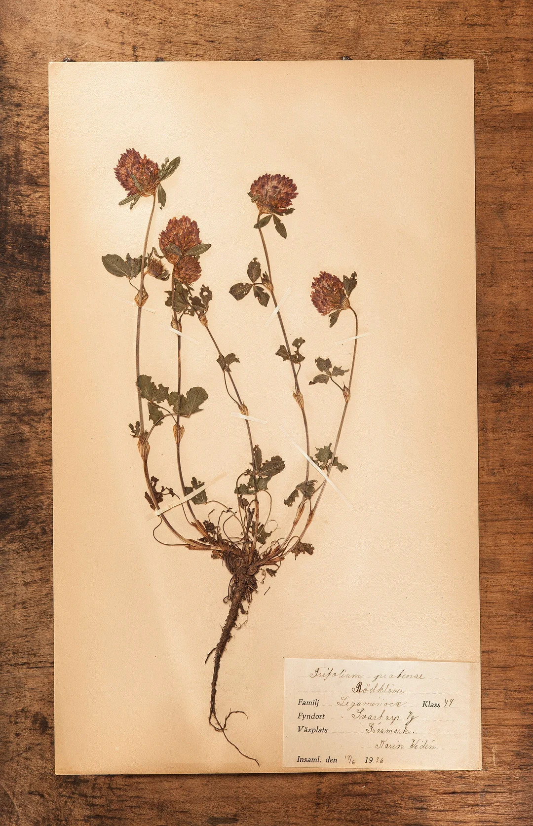 1 of 10 Antique Swedish 1930's HERBARIUM pages, Vintage Real Pressed Plants, Botanical Specimen, ... | Etsy (US)