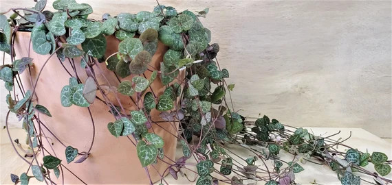 String of Hearts Ceropegia Woodii in 2 4 or | Etsy | Etsy (US)