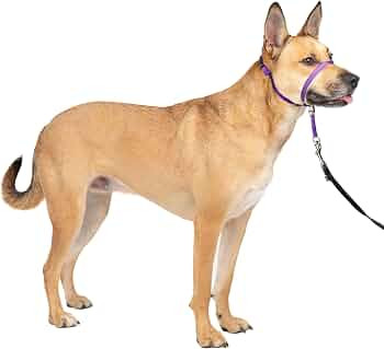 PetSafe Gentle Leader No Pull Dog Headcollar, Deep Purple, Medium | Amazon (US)