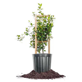 Perfect Plants 3 -Gallon Pot Confederate Jasmine | Lowe's