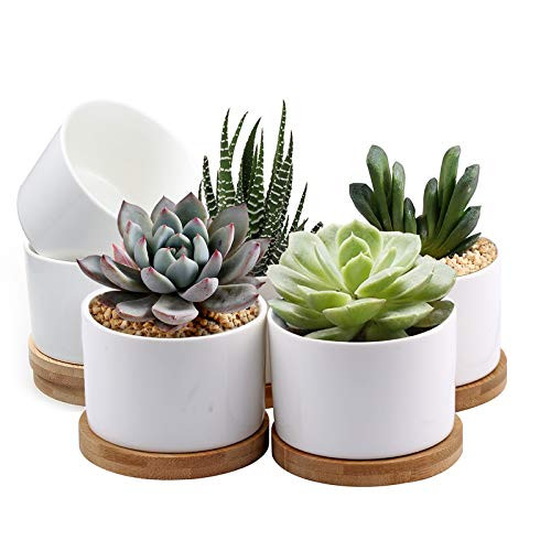 Succulent Pots, ZOUTOG White Mini 3.15 inch Ceramic Flower Planter Pot with Bamboo Tray, Pack of ... | Amazon (US)