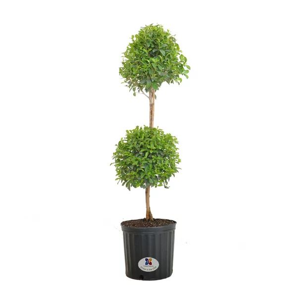 United Nursery Eugenia Topiary Live Outdoor Euginia Myrtifolia Plant Shipped in 9.25 Inch Grower ... | Walmart (US)