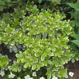 2 Gal. Mojo Pittosporum, Live Dwarf Evergreen Shrub, Green and White Variegated Foliage | The Home Depot