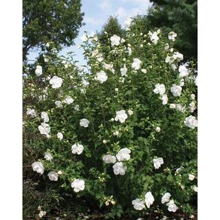 PROVEN WINNERS 4.5 in. qt. White Chiffon Rose of Sharon (Hibiscus) Live Shrub, White Flowers HIBP... | The Home Depot