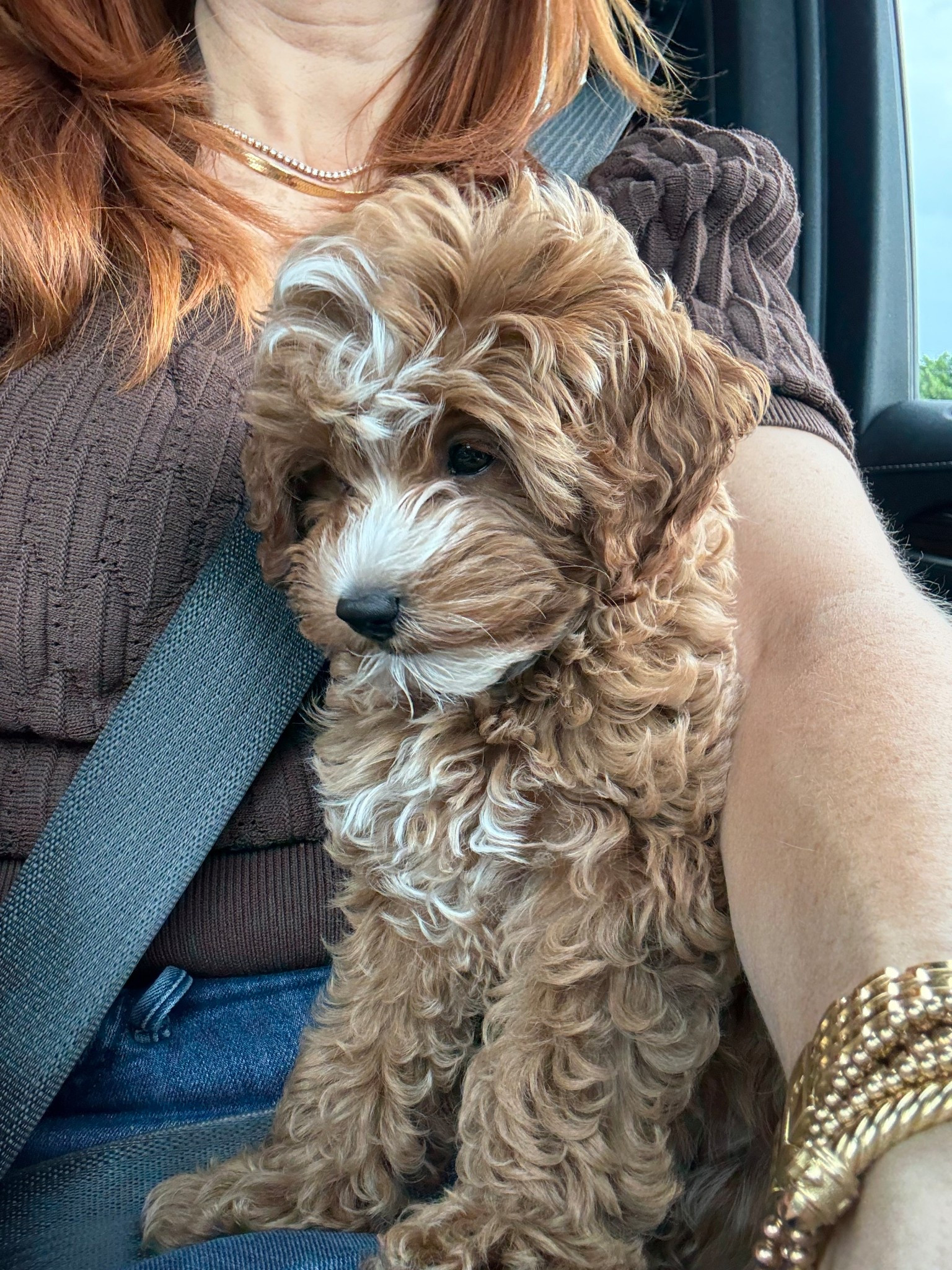 We are in love with SAILOR! Here are some puppy finds that we love 🤎🐶

#LTKHome #LTKPets #LTKStyleTip