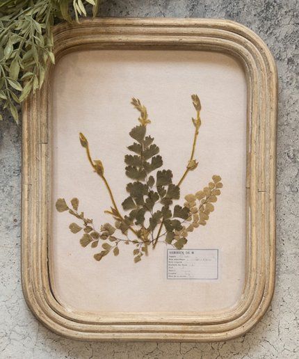 Ragon House Brown Rectangular Pressed Foliage Wood-Frame Wall Art | Zulily