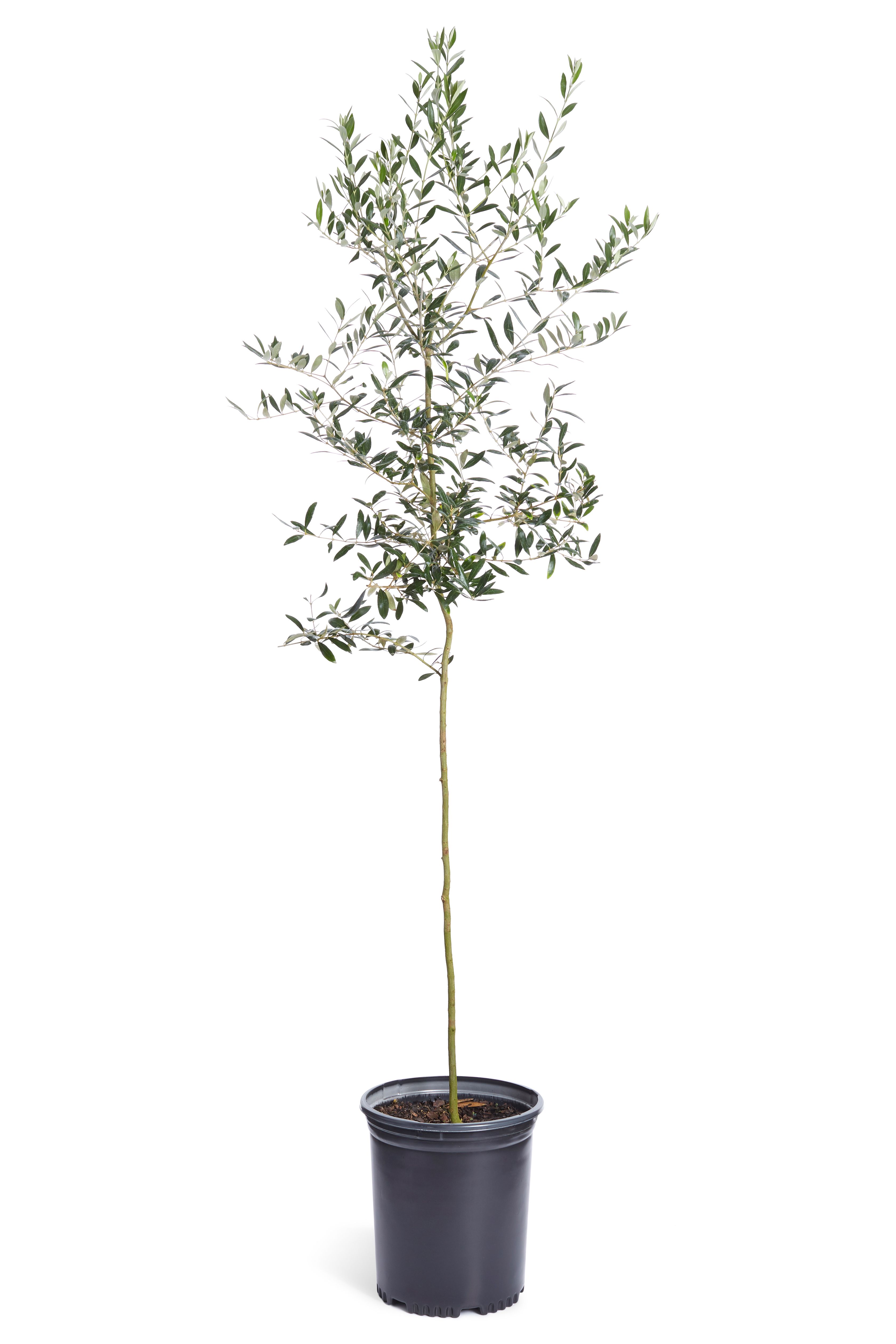 Arbequina Olive Tree - Grow Your Own Delicious Olives - Cannot Ship to AZ - Walmart.com | Walmart (US)