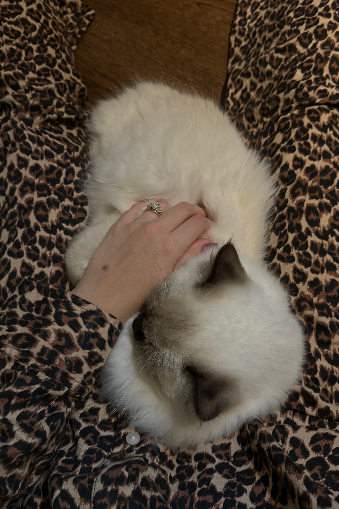 The comfiest pjs for cooler weather! The cheetah print is timeless and chic and they fit so comfortably! 

I ordered a medium in top and bottom!

#LTKSaleAlert #LTKFindsUnder50 #LTKHome