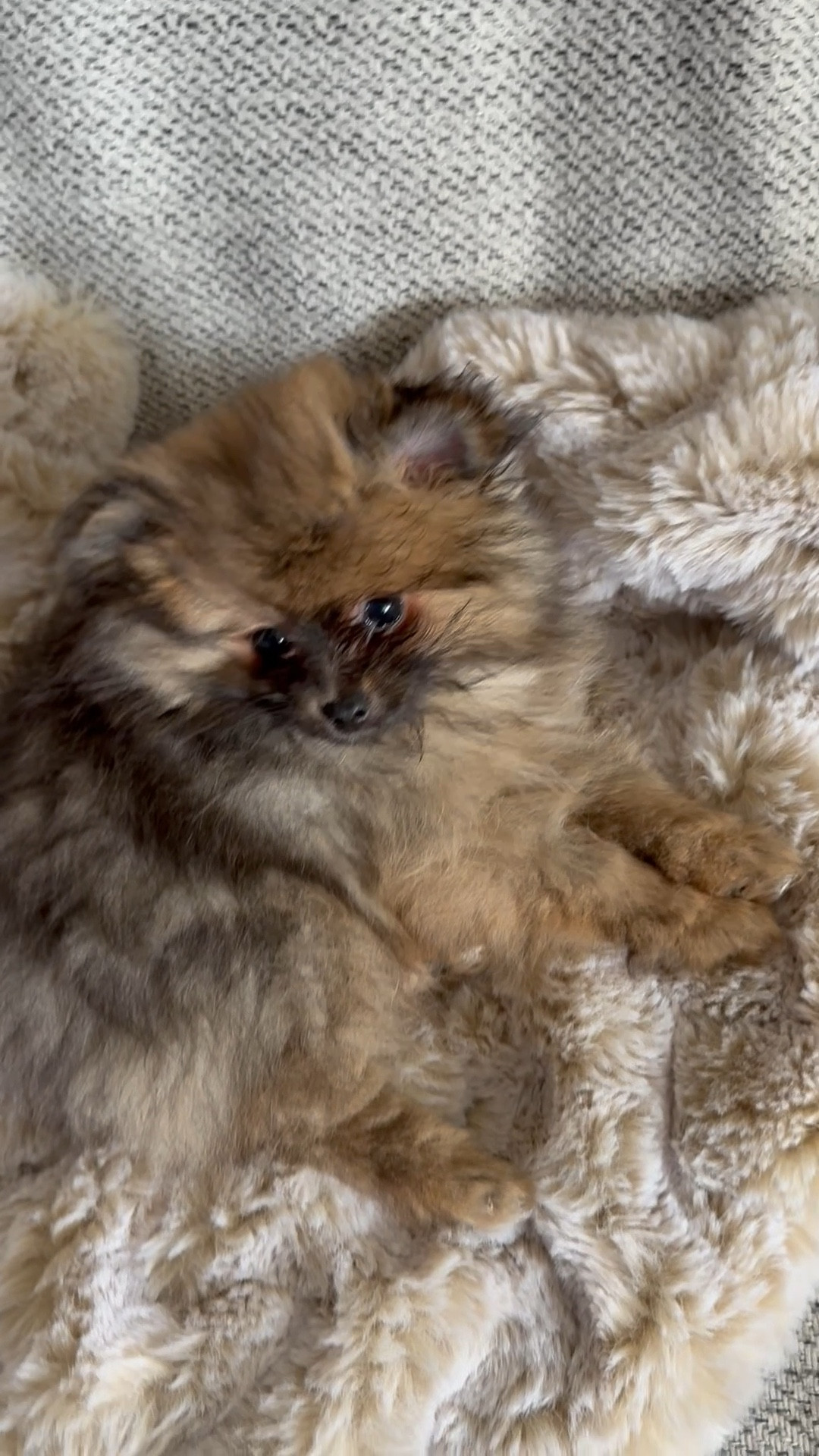 Our new puppy, Pepper, loves to lounge on our faux fur throw blanket. It’s extremely soft and fluffy, so I can see why she loves it as much as we do. It’s heavy & larger size. 

#LTKSeasonal #LTKHome