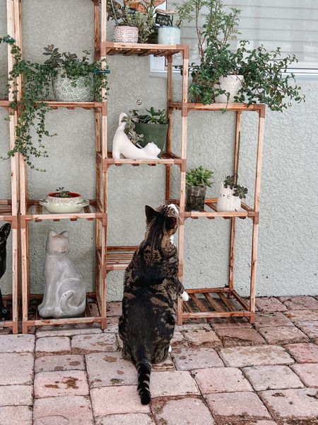 Catio time with my cat Louis 🌿 tagging these handy and affordable plant shelves, which come in a number of sizes! 


#LTKhome #LTKSeasonal #LTKfamily