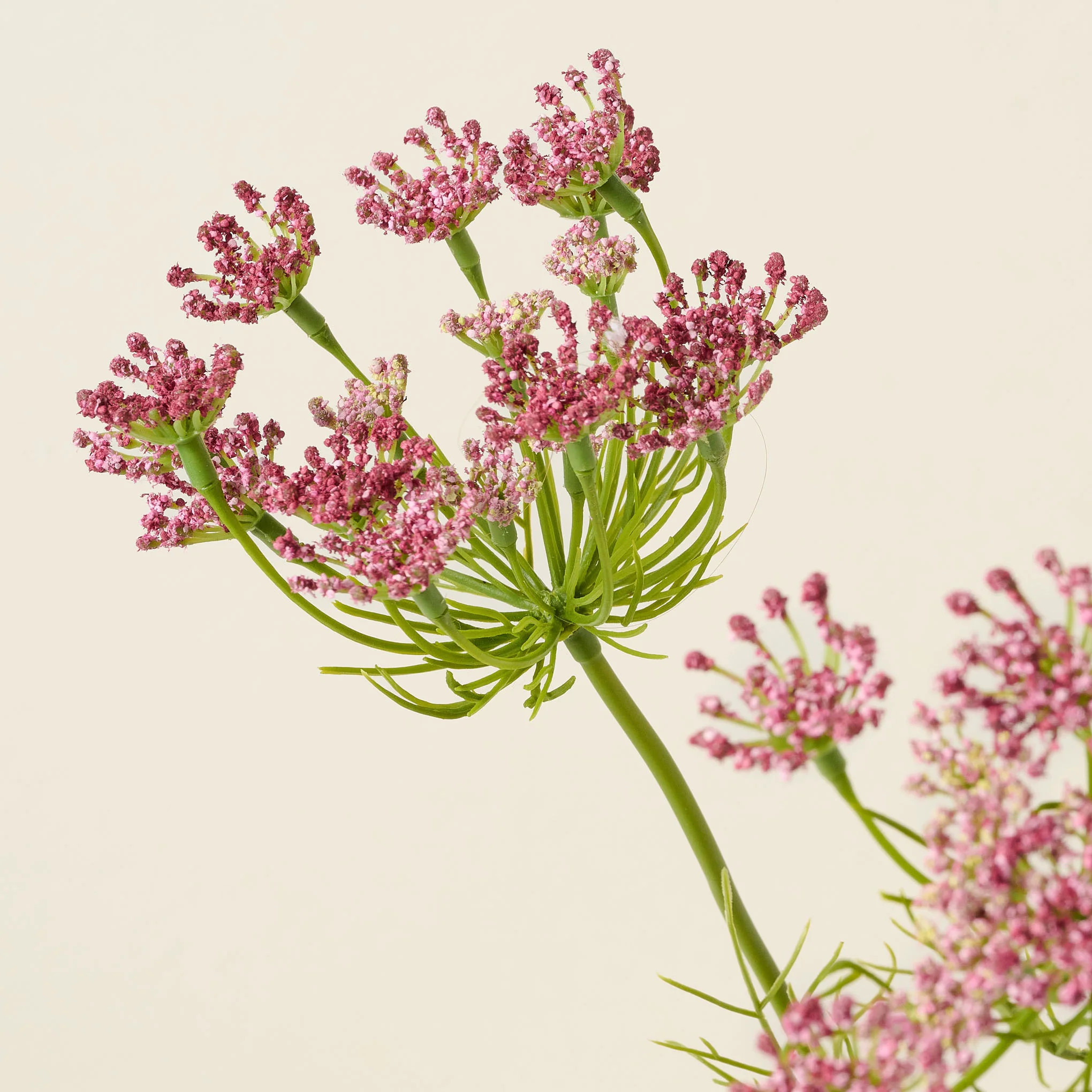 Chocolate Laceflower | Magnolia