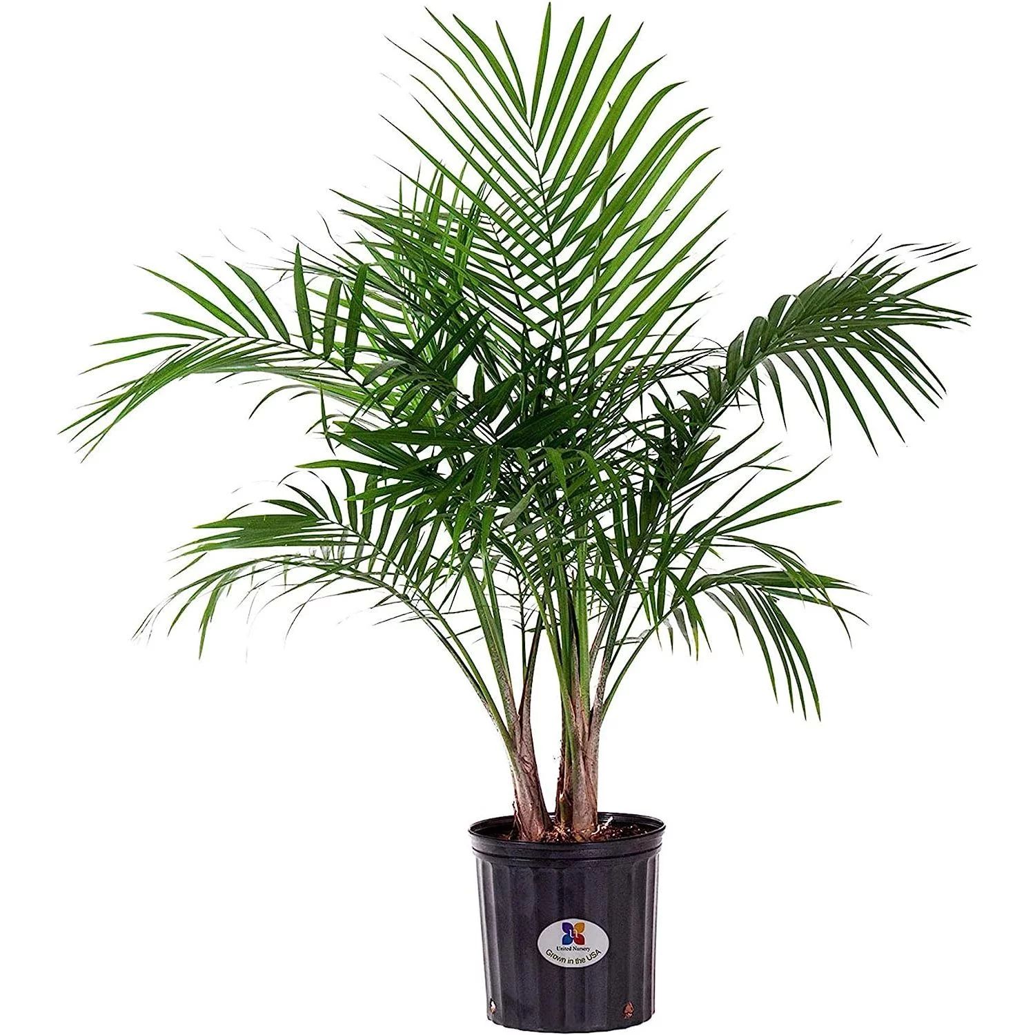 United Nursery Majesty Palm Live Plant, Outdoor and Indoor Live Palm Tree, Low Maintenance Easy C... | Walmart (US)