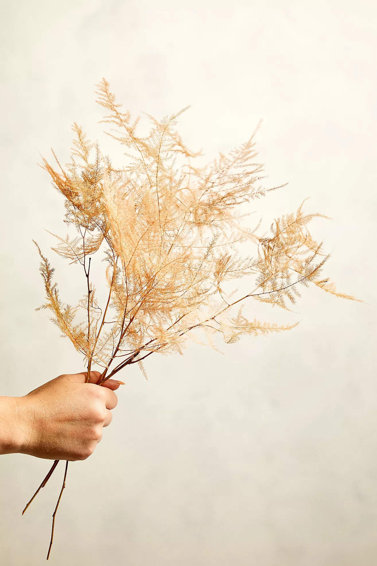 Preserved Asparagus Fern Bunch | Anthropologie (US)
