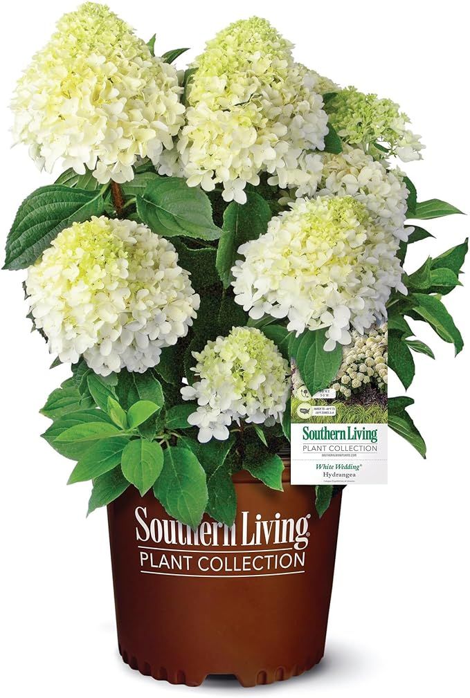 2 Gallon Southern Living Hydrangea White Wedding Shrub | Amazon (US)