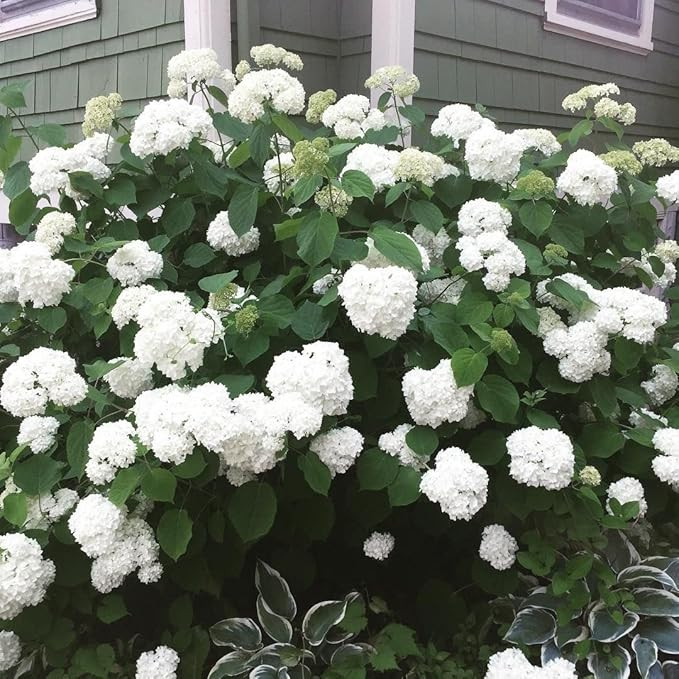 Annabelle Hydrangea - Live Plant Shipped 1-2 Feet Tall by DAS Farms (No California) | Amazon (US)