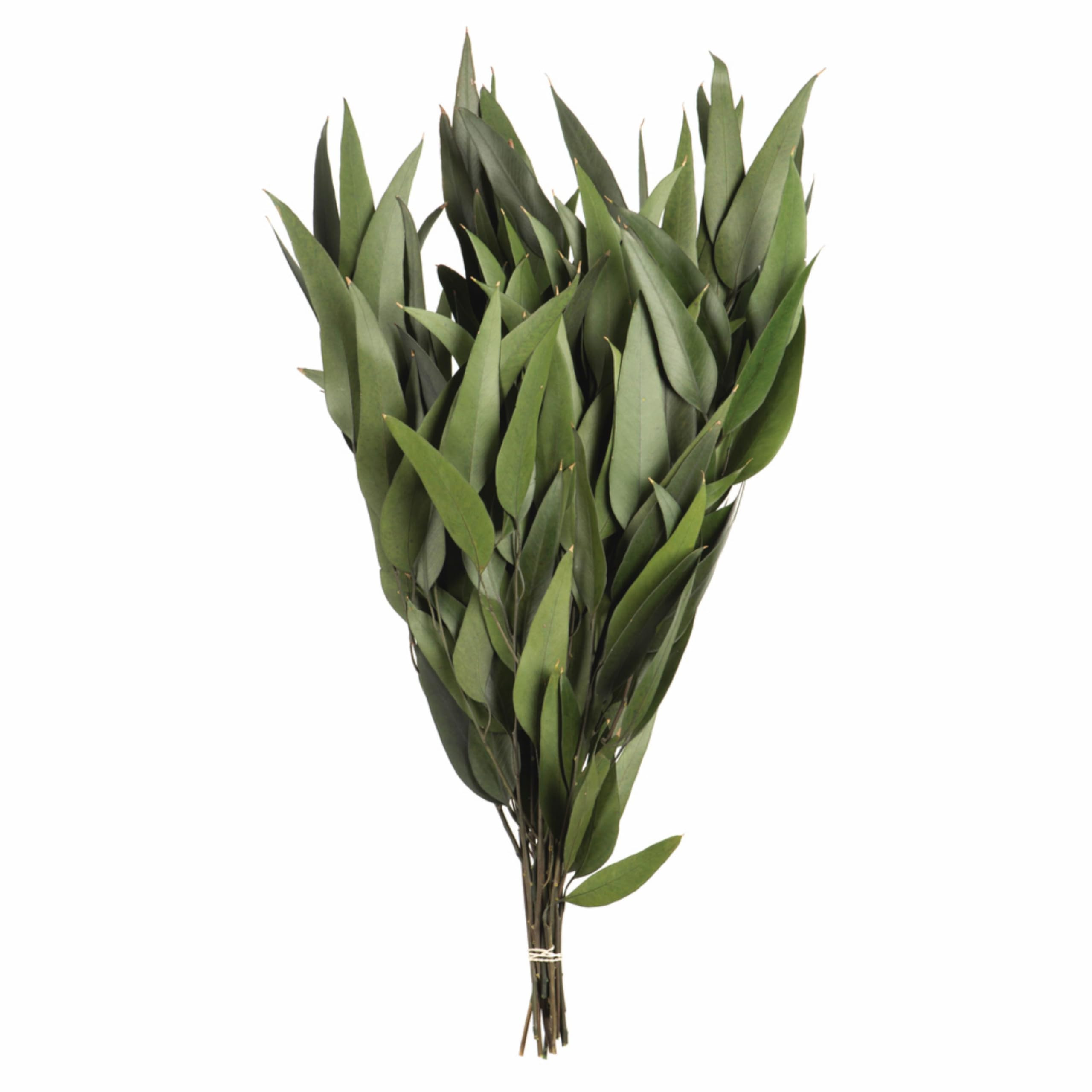 Vickerman 18" Green Weeping Willow Eucalyptus Bundle Long Stem - 5 oz Bundle 2 - Real Preserved F... | Amazon (US)