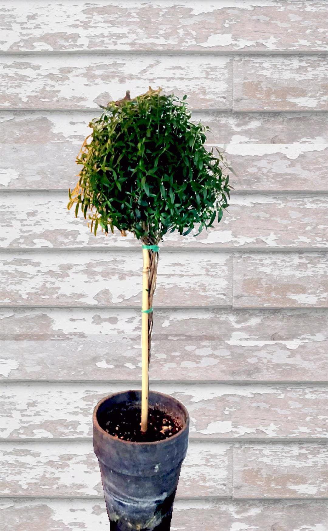 Live Plants-myrtle Topiary - Etsy | Etsy (US)