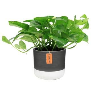 Costa Farms 6 in. Pothos Plant in Two Tone Ceramic CO.PO60.3.2TO - The Home Depot | The Home Depot