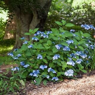 Endless Summer 1 Gal. Twist N Shout Hydrangea(Macrophylla) Live Deciduous Shrub, Pink or Blue Lace-c | The Home Depot