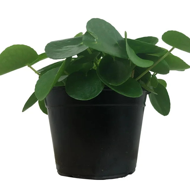 Expert Gardener Live Plant 10in Tall Pilea Peperomioides Chinese Money Plant in 6in Grower Pot | Walmart (US)