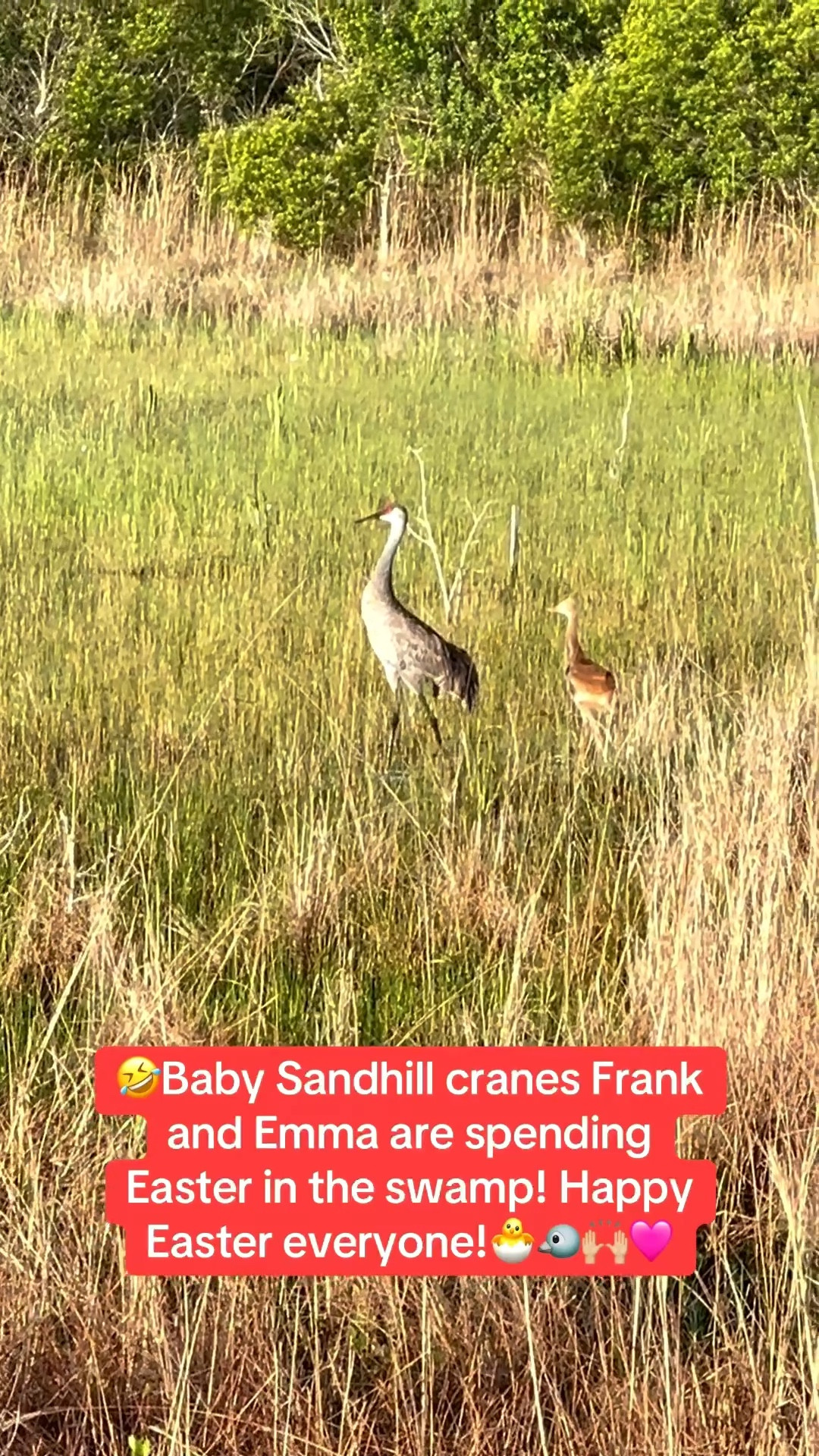Walking in my Hoka sneakers this morning, I saw the baby Sandhill cranes Frank and Emma.

They are so cute. I love seeing them! Linking my Hoka sneakers!


#LTKSeasonal #LTKOver40 #LTKdayinmylife #LTKU #LTKTravel #LTKActive #LTKfitnessgoals #LTKvlog