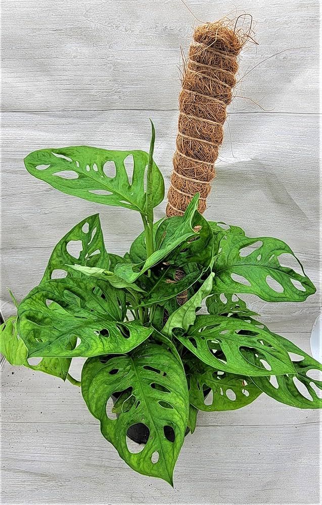 Monstera adansonii,Philodendron Swiss Cheese, Philodendron, Philodendron Swiss Live Plant (3" Pot... | Amazon (US)