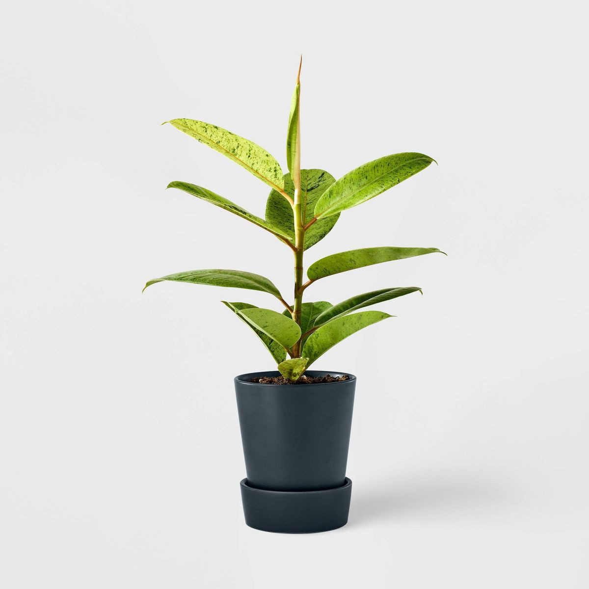 Hilton Carter for Target Live 5" Ficus Shivereana Houseplant | Target