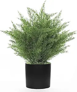 Brand: Kissilk | Amazon (US)