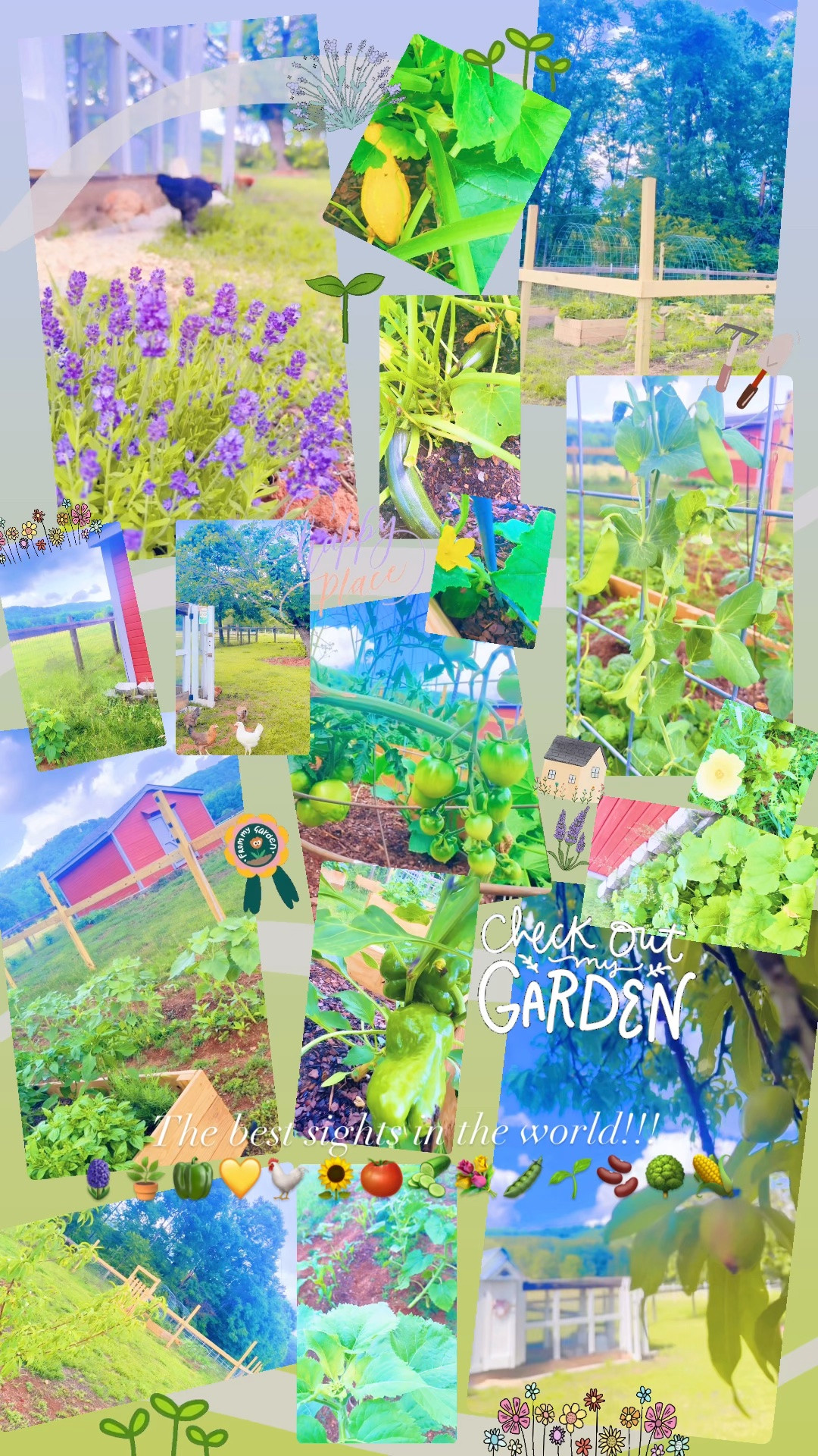 The best sights in the world!!! 
🪻🪴🫑💛🐓🌻🍅🥒💐🫛🌱🫘🌳🌽