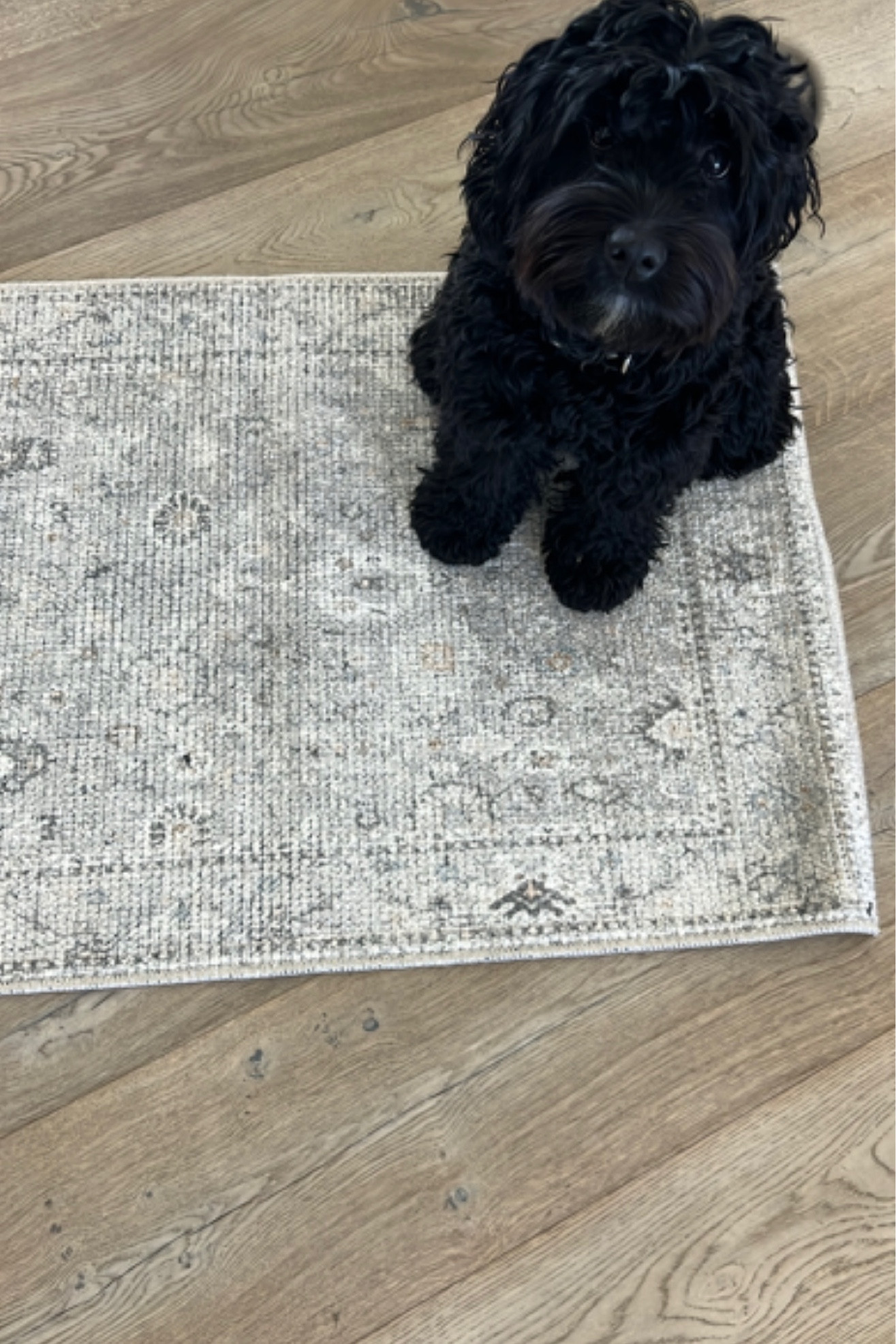 On sale and a beautiful neutral rug!  Runner is only $60!  Has lots of sizes, so soft and beautiful colors!  I have the taupe gray!

#LTKfamily #LTKSale #LTKhome