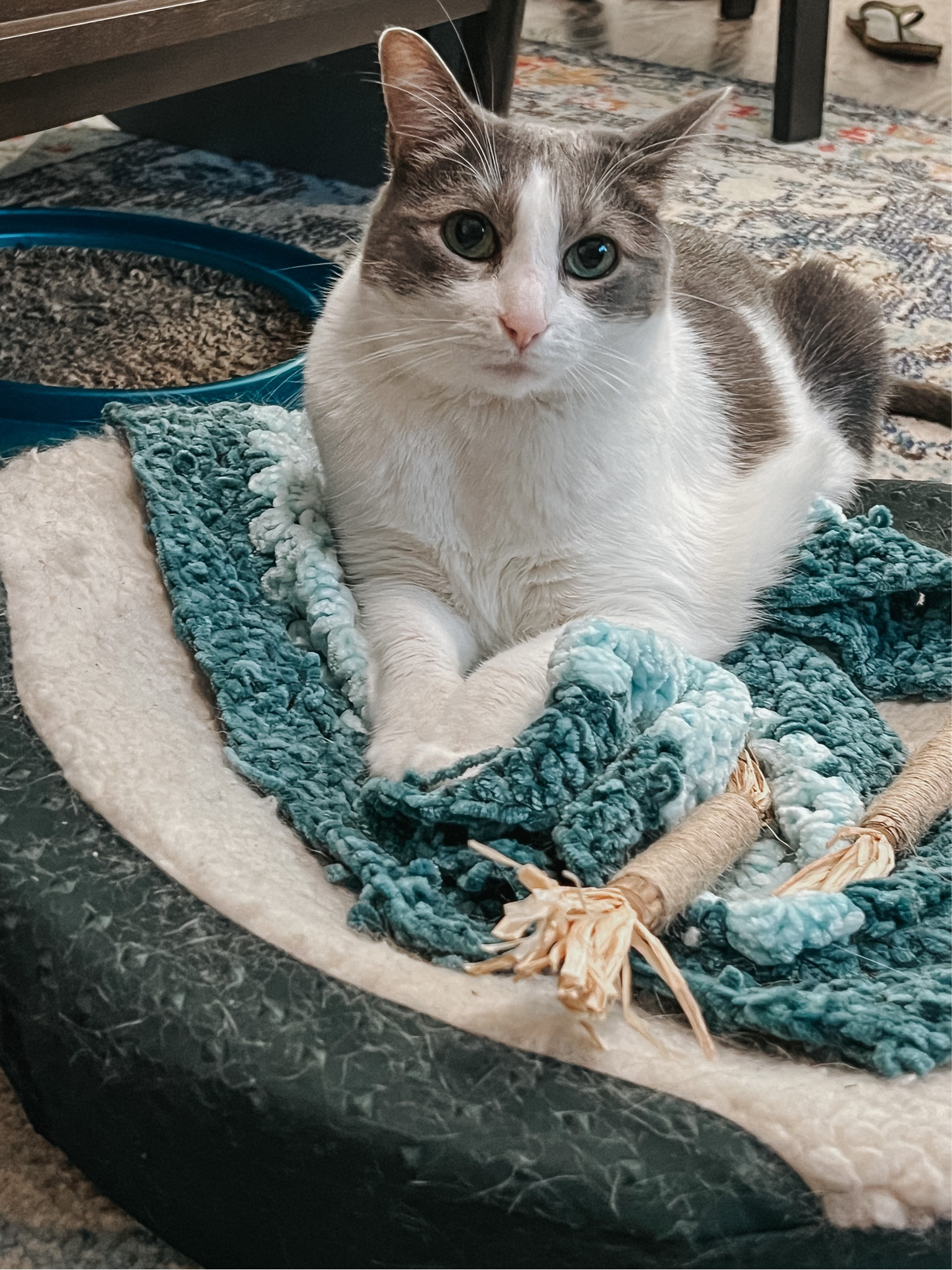 The coziest cat products 🐾💚😻

#LTKhome #LTKfamily #LTKFind