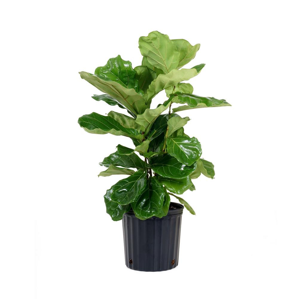 Ficus Lyrata Plant in 9.25 in. Grower Pot | The Home Depot