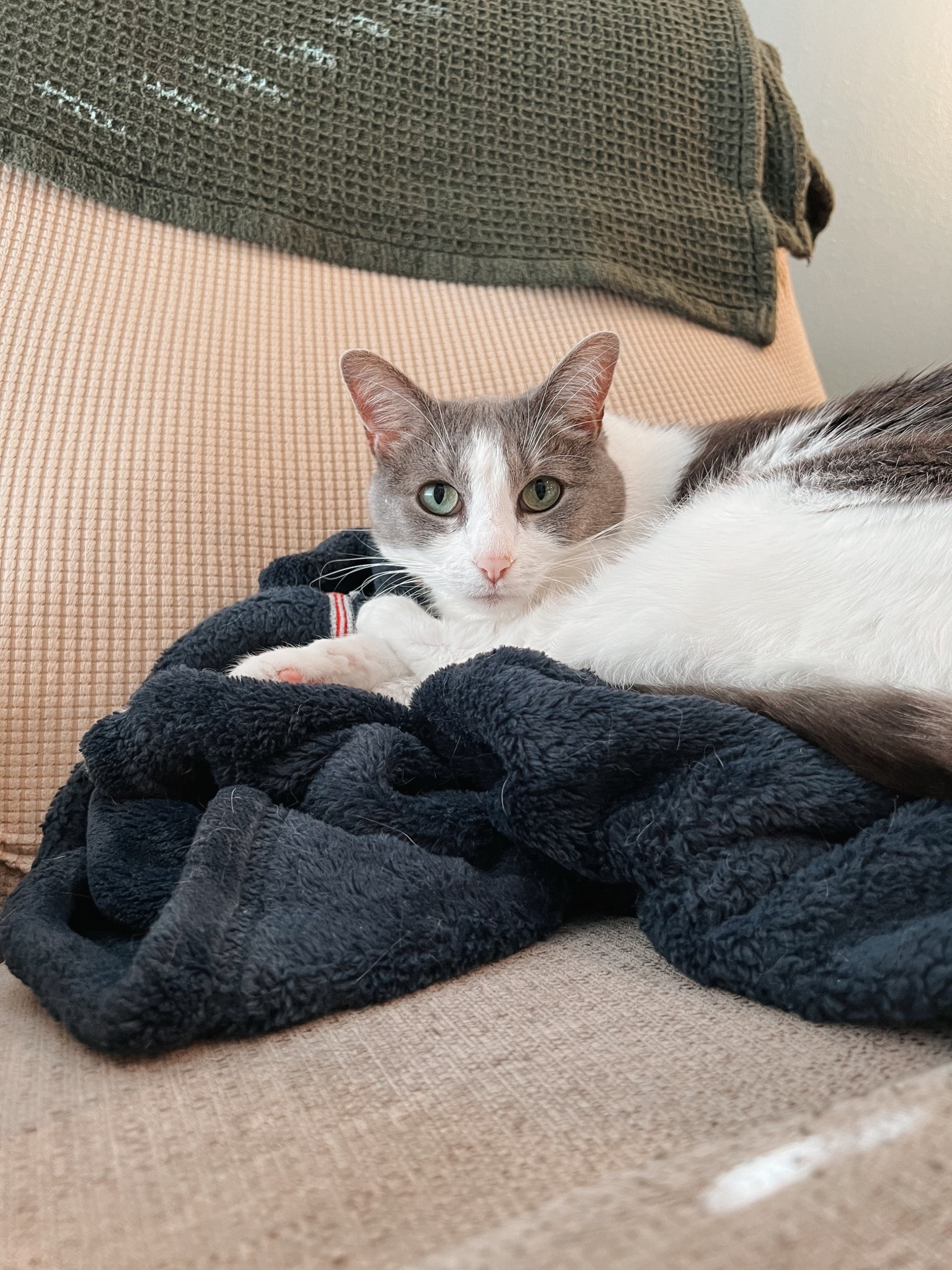 The coziest throw blankets to add to your living room this season ✨

#LTKFamily #LTKHome #LTKPets