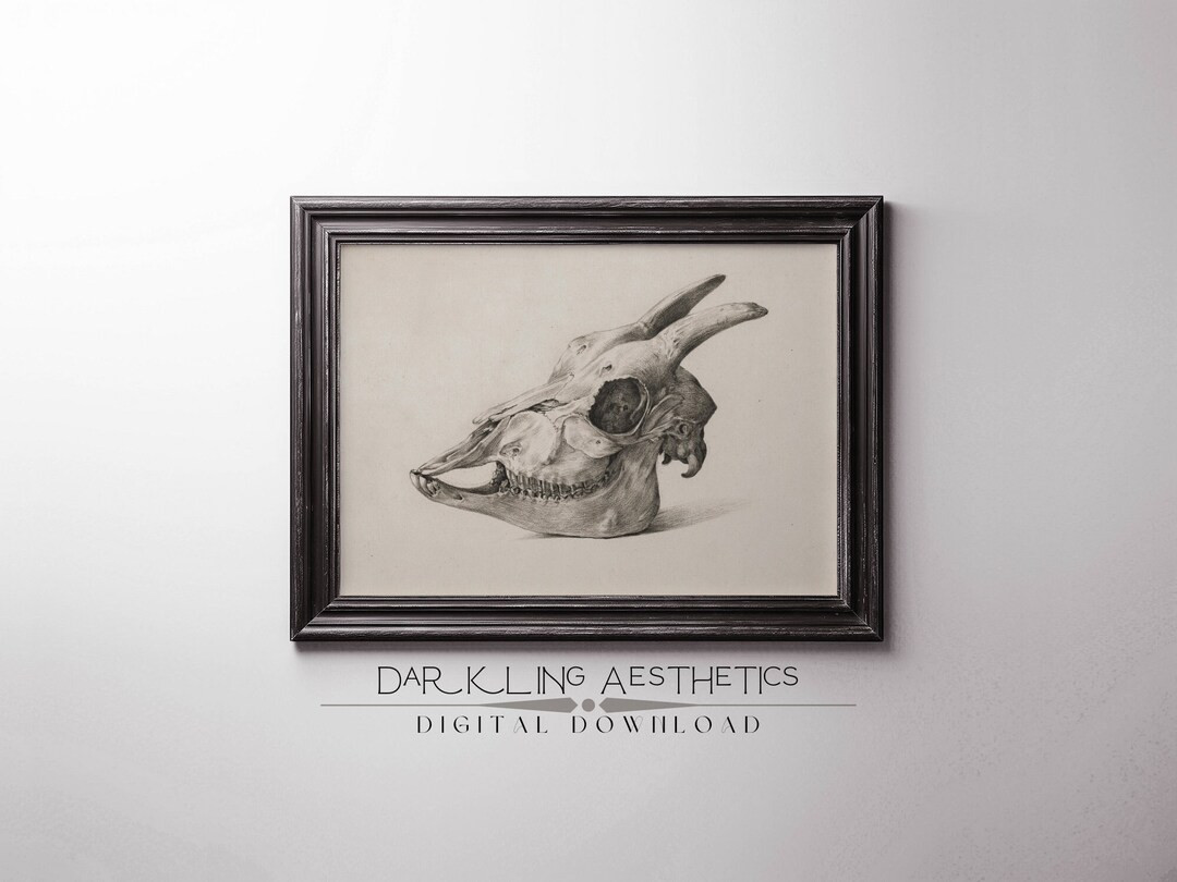 Goat Skull Sketch Print Vintage Moody Dark Cottagecore Bones Anatomy Printable Wall Art Dark Acad... | Etsy (US)