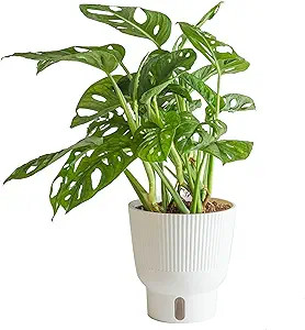 Costa Farms Little Monstera Plant, Easy to Grow Houseplant, Live Indoor Plant Potted in Cute Gard... | Amazon (US)