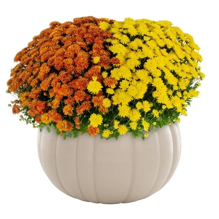 Better Homes & Gardens 3 qt Orange and Yellow Garden Mum Live Plant in Decorative Pot | Walmart (US)
