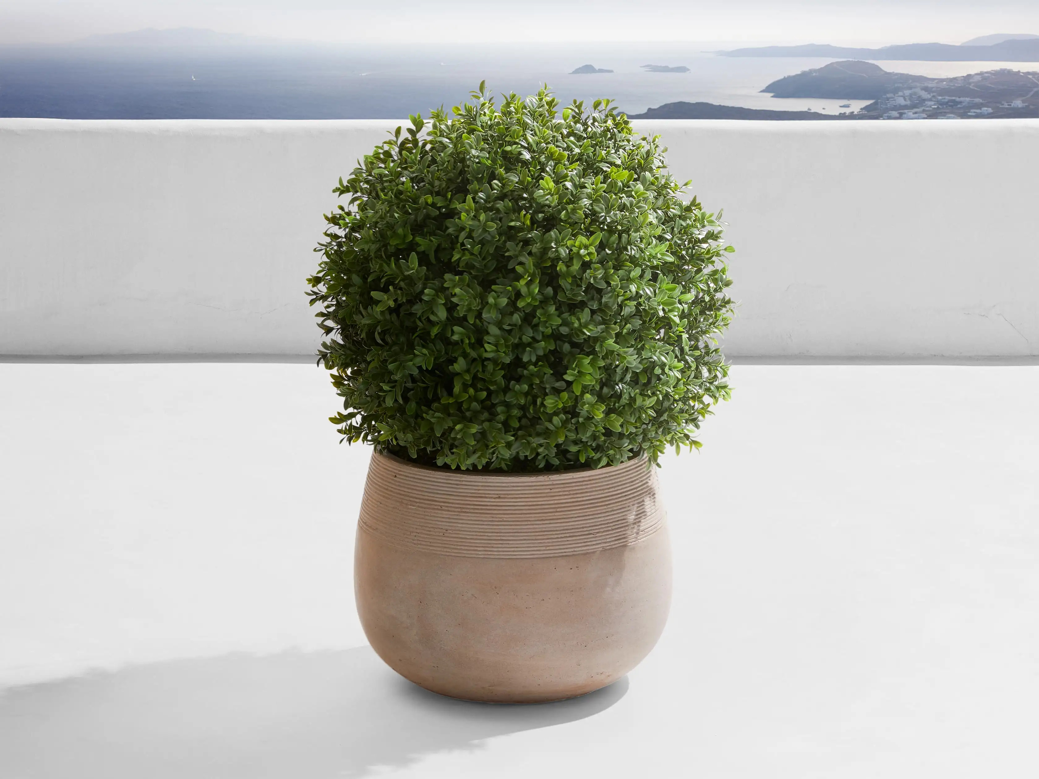 Small Faux Boxwood Ribbed Planter | Arhaus