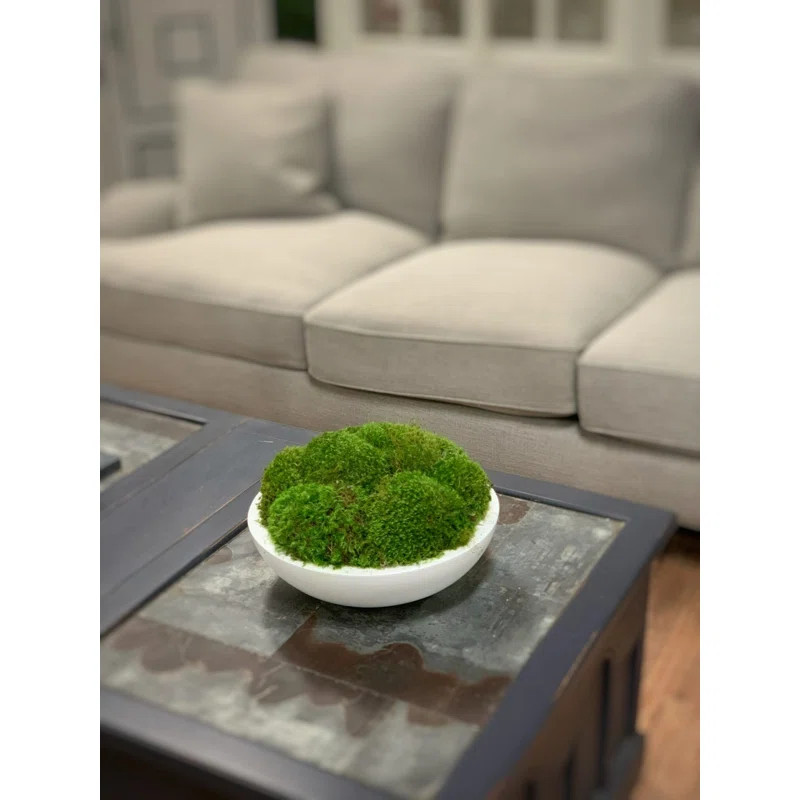 Moss Plant in Fiberstone Planter | Wayfair North America
