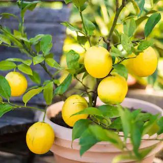 Garden State Bulb Meyer Lemon Tree Live Plant (1 gal. Pot)(15)$51.99$64.99 | The Home Depot