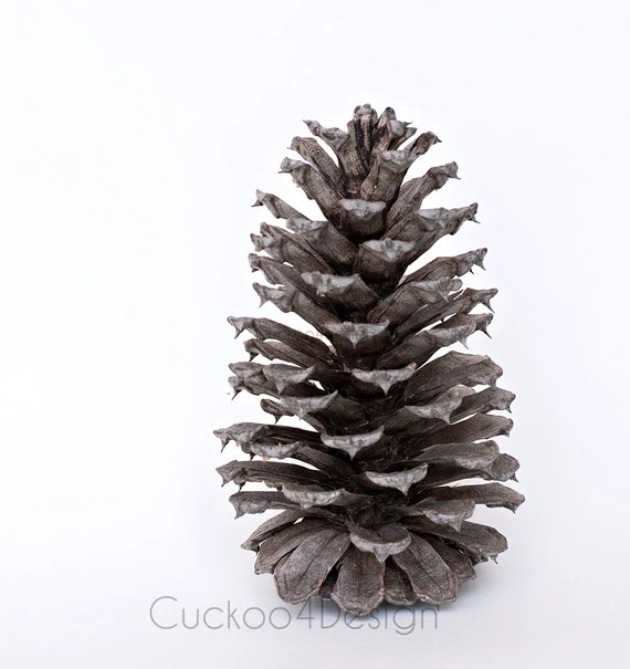 pinecone photo | Etsy (US)