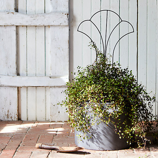Iron Topiary Frame, Trellis | Terrain