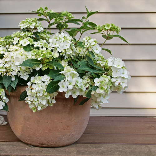 Fairytrail\u2122 White Cascade Hydrangea | Plant Addicts