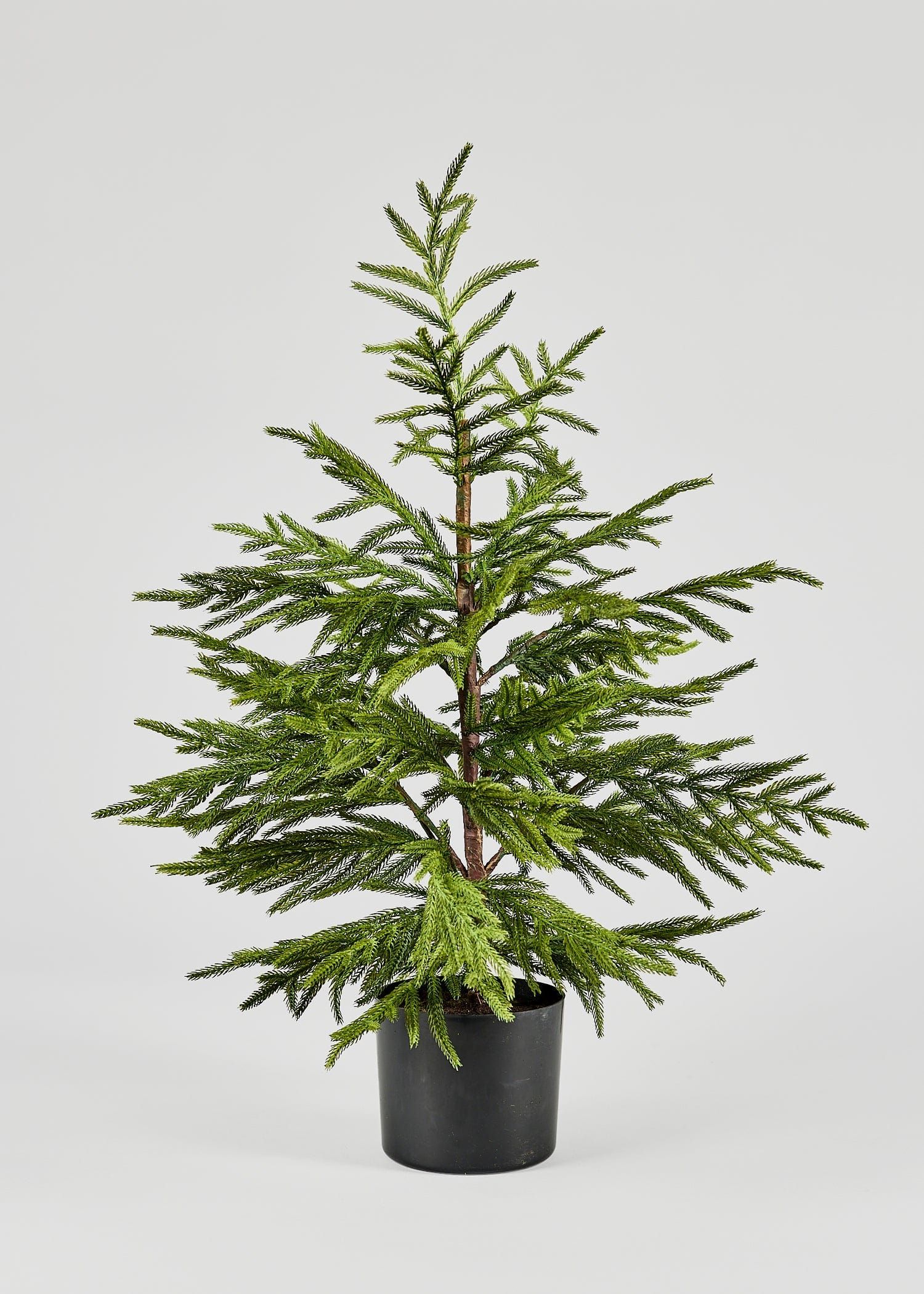 Norfolk Pine Tree in Pot | Artificial Trees at Afloral.com | Afloral