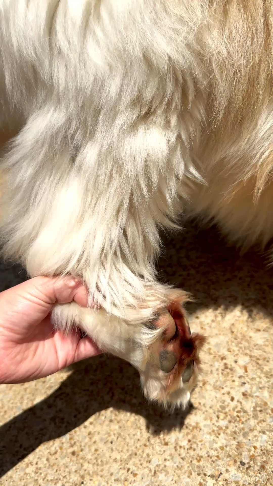 Bath time just got an upgrade 🛁🐾 This dog shampoo leaves their coat so soft, clean, and fresh smelling without being harsh on their skin. It lathers really well and rinses easily—perfect for at-home grooming days.

If you want that clean, fluffy, just-groomed feel without the groomer price tag, this is a go-to.

#DogCare #PetGrooming #DogMomMustHaves #CleanDog #PetCareRoutine #DogBathTime #HealthyPet #PetProducts #LTKpet

#LTKHome #LTKmomlife