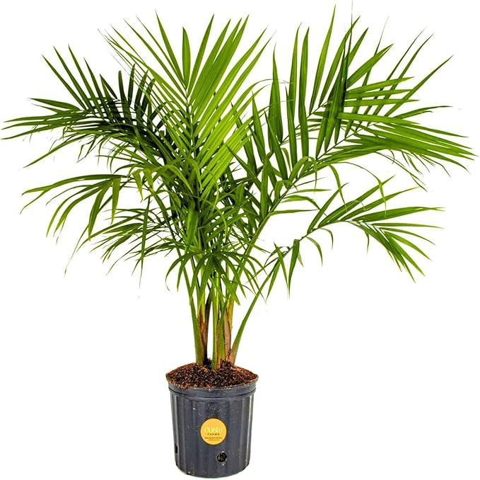 Costa Farms Majesty Palm Live Plant, Indoor and Outdoor Palm Tree, Potted in Plant Pot and Soil, ... | Amazon (US)