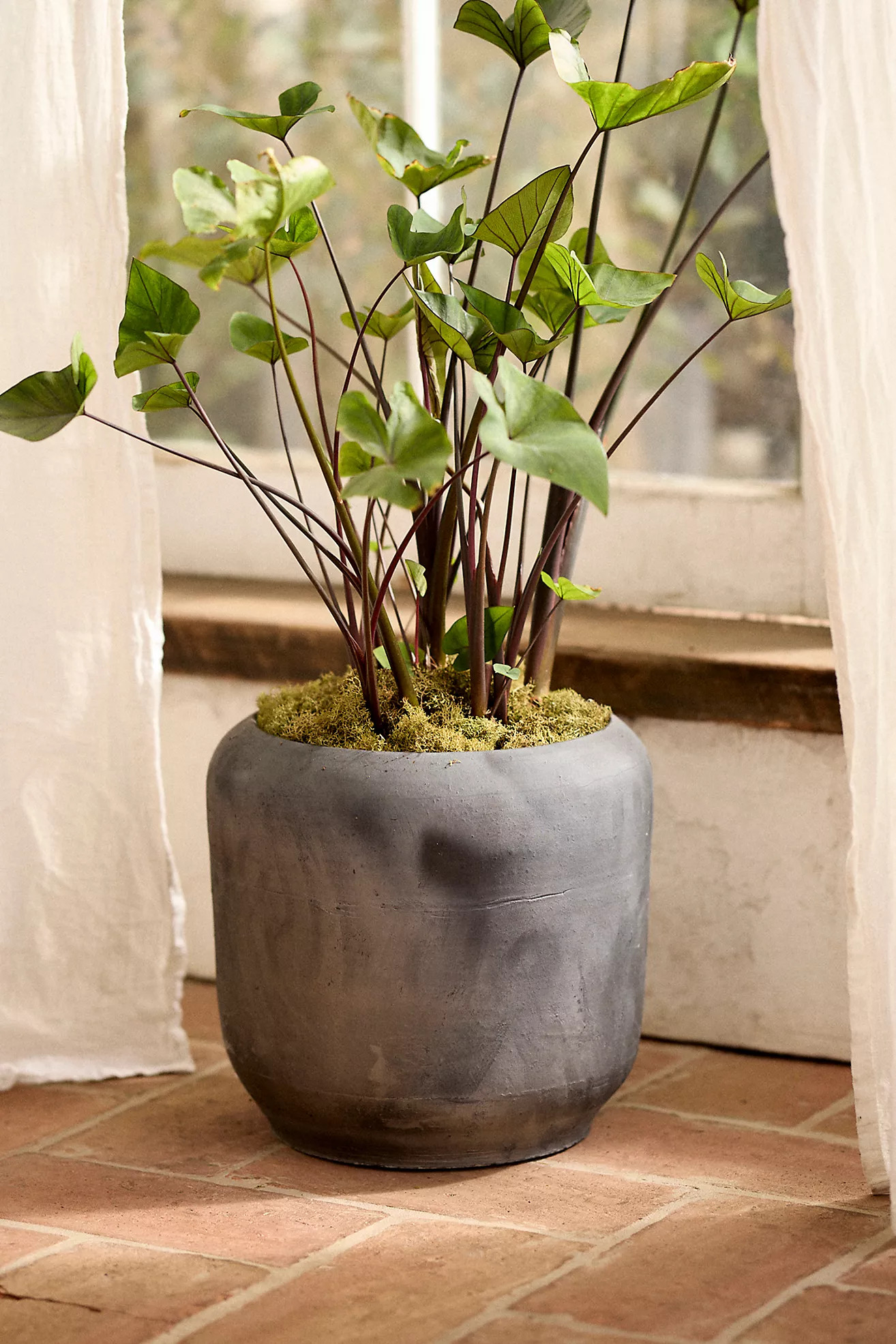 Luca Rounded Planter | Anthropologie (US)