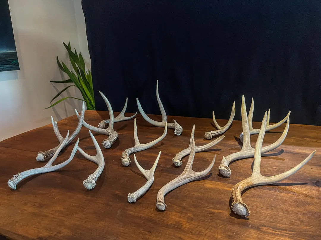Small White-tail and Mule Deer Antlers. ANY SIZE. Crafting, Decorations and so Much More. Highest... | Etsy (US)