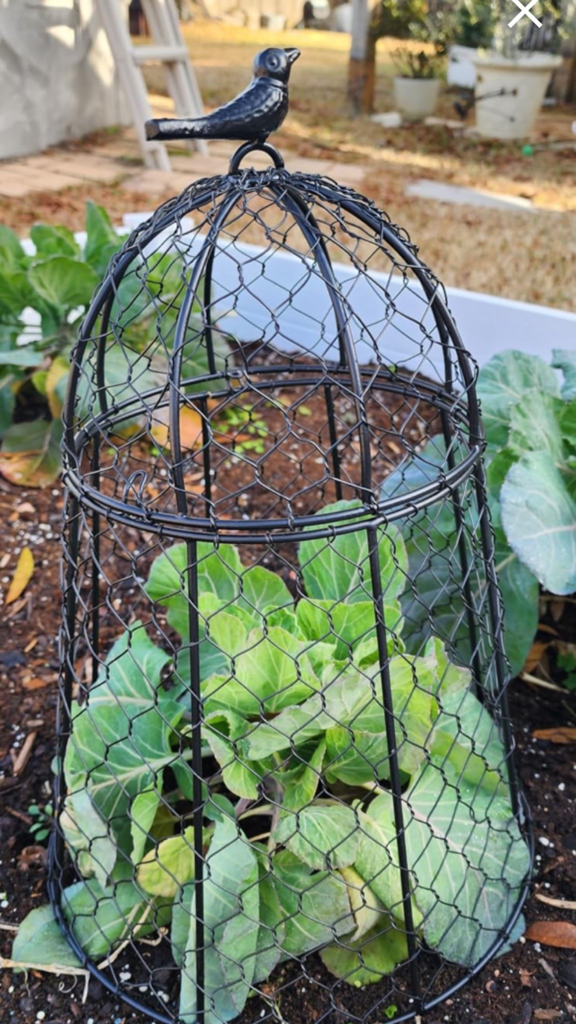 My favorite time of year!!!  It’s veggie planting time!  Couldn’t be happier to be making my daily trips out to the garden with my daughter.  Watching new shoots come up is the best!  🌱
